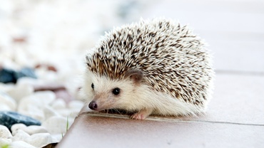 Ariciul, cel mai simpatic animal de companie pentru copilul tău