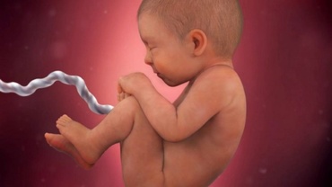 În burta mamei. Cum ajunge mâncarea de la mamă la bebeluş – VIDEO