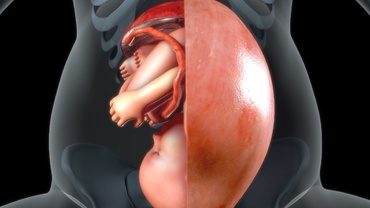 10 curiozităţi despre sarcină. Ce face bebeluşul, în burtică