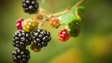 Mure pentru bebeluşi – Cât de sigure sunt ele?