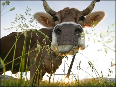 Masculul din fauna românească și femela sa