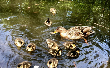 De unde să învețe copiii generozitatea, dacă nu de la părinți?