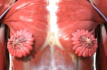 Curiozități care ne demonstrează – corpul femeilor este uimitor!