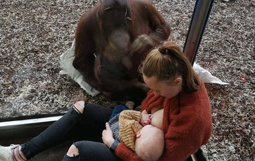 Imaginea care face înconjurul lumii. Reacția unui urangutan în fața unei femei care alăptează