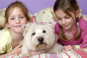 Ce faci atunci cand copilul tau este muscat de un animal?