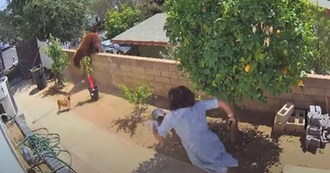 VIDEO VIRAL. O adolescentă se luptă cu un urs, pentru că i-a atacat câinii