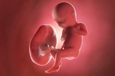 Placenta posterioară – tot ce trebuie să știi despre ea