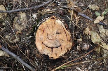 De ce proaspetele mămici tind să vadă fețe de oameni în orice obiect: pareidolia la mămici