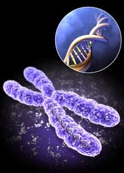 Cum se poate stabili sexul copilului