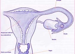 Perioada de fertilitate