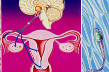 Probleme cu ovulatia