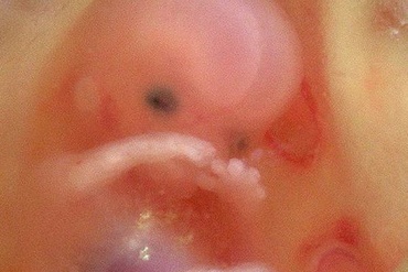 Saptamana 10 de sarcina