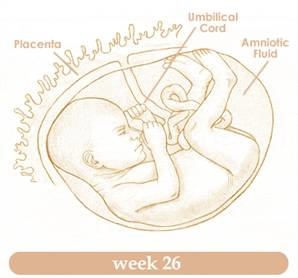 Contractiile uterine