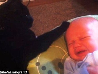 Cea mai buna dadaca, o pisica neagra