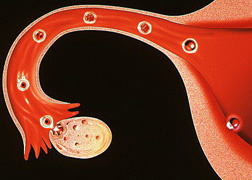 Cum se produce conceptia?