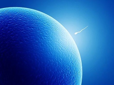 Aproape totul despre spermatozoizi