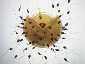 Vitamine care sustin fertilitatea masculina