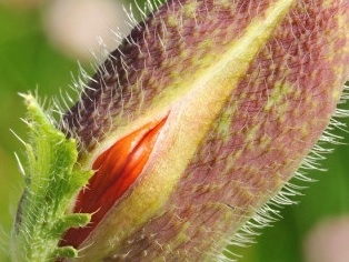 Vagin sanatos, femeie sanatoasa