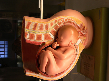 Evolutia sarcinii si dezvoltarea bebelusului