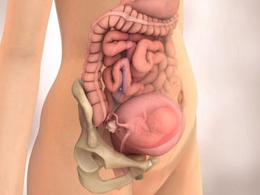 Totul despre a cincea luna de sarcina