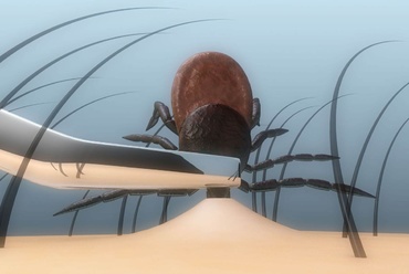 Muscatura de capusa in cazul copiilor mici