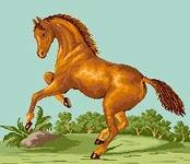 Ducipal a invatat sa inoate 3