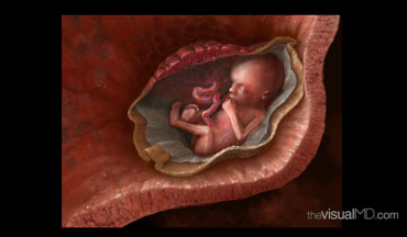 Minunata si eficienta anatomie a sarcinii