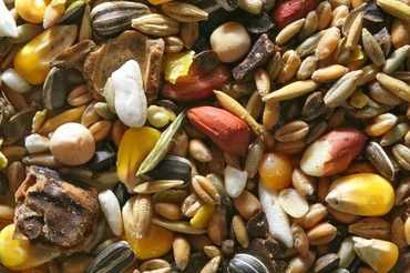 Trei seminte ideale in nutritia copilului