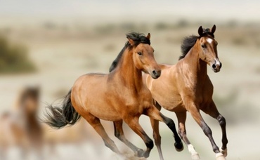 Cinci nume norocoase in anul Calului de Lemn