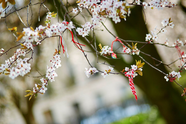 Poezii de primavara si poezii de 1 martie