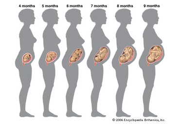 Grafic crestere fetus pe saptamani