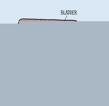 Lectia de anatomie: sistemul reproducator masculin