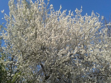 Primavara ne-o petrecem in parc