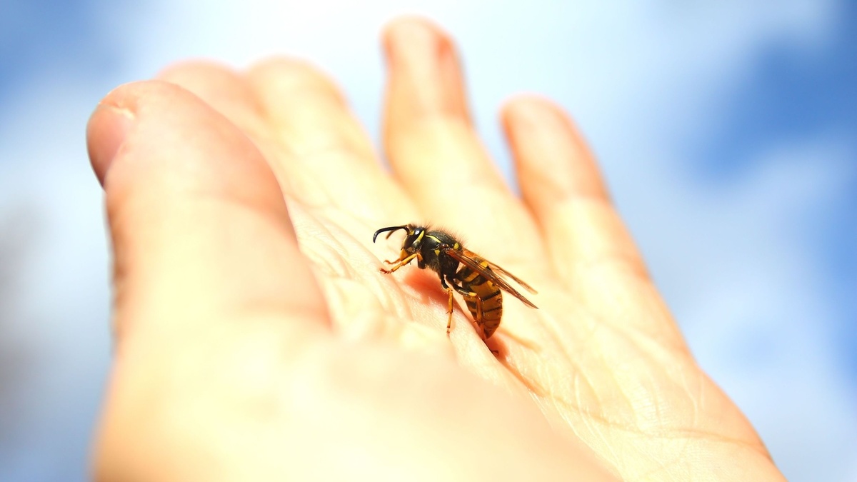 Intepatura de albina reactii adverse