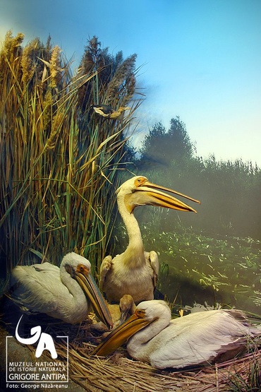 Ateliere „destepte” pentru copii la Antipa