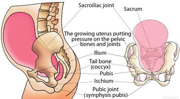 Pelvisul in timpul sarcinii si nasterii
