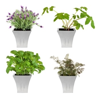 Stimularea lactatiei cu plante