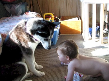 Cea mai buna bona: cainele familiei. Video