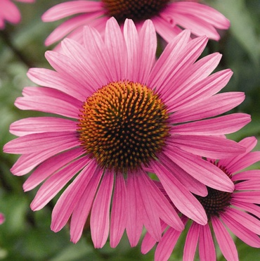 Echinacea, solutia pentru prevenirea racelilor