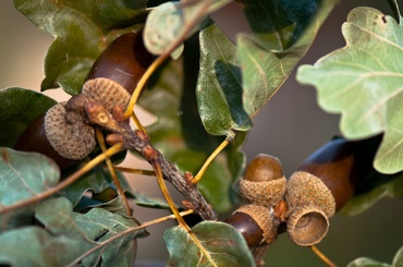 Activitati cu ghinde pictate