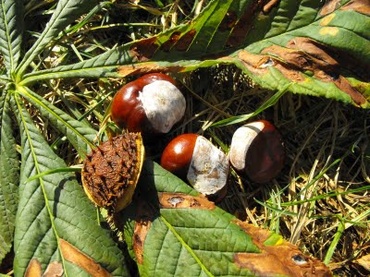 6 lucruri distractive pe care le poti face cu castanele