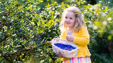 Afinele în alimentația copilului