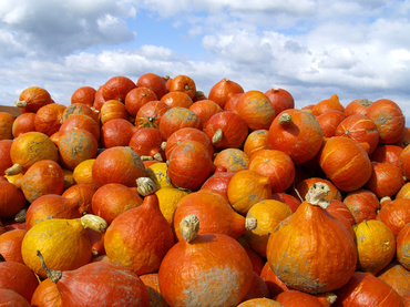 6 jocuri… cu dovleci!