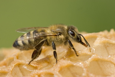 Apicultura pentru copii