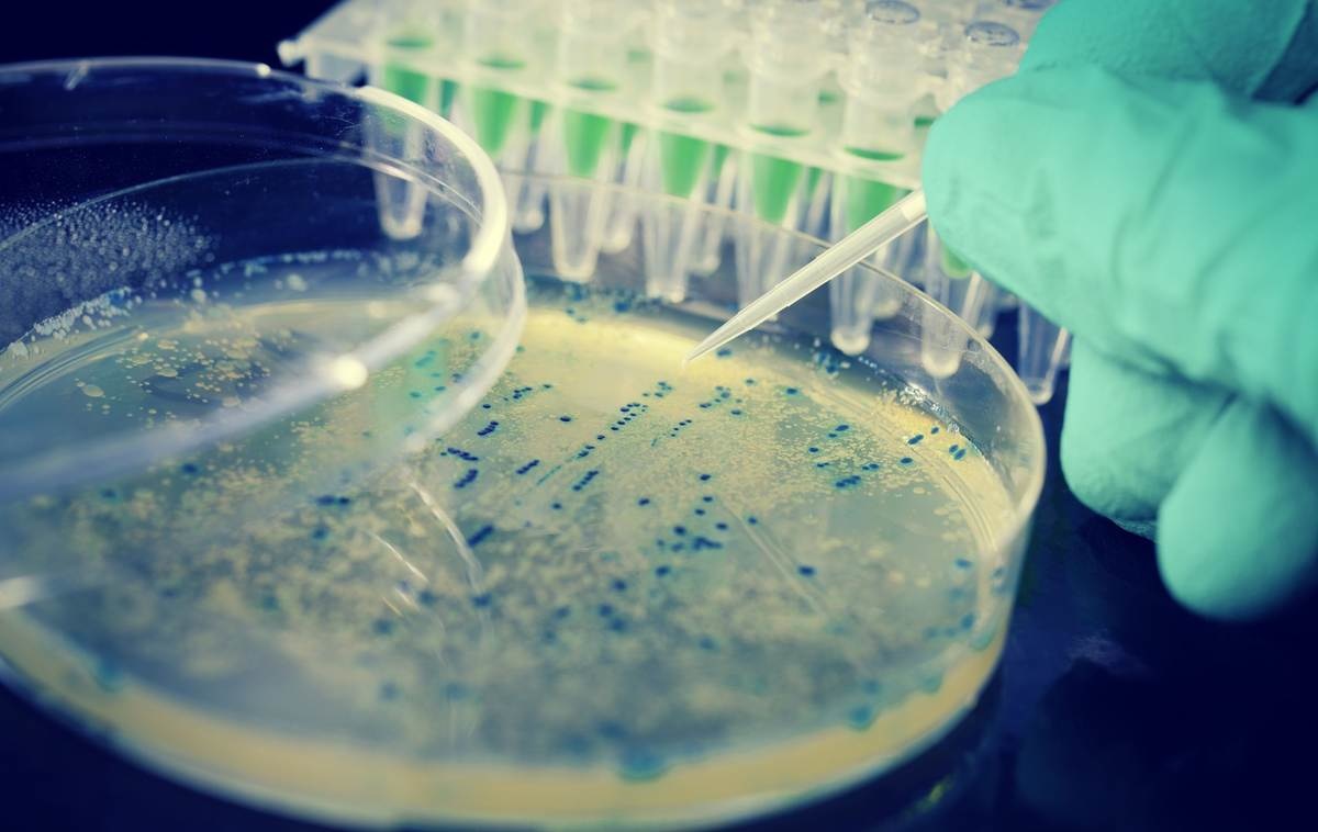 Bacteria E Coli La Bebelusi Cauze Simptome Tratament