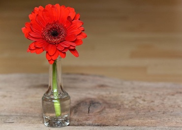 8 plante benefice pentru locuinta ta. Ce flori alegi pentru dormitorul copilului