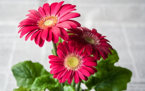 Gerbera – in dormitorul copiilor