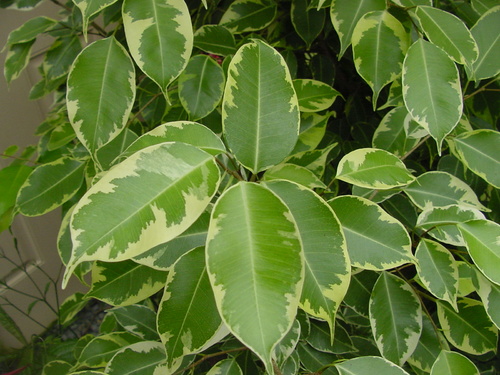 Ficus – in living