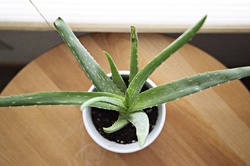 Aloe Vera – In dormitorul matrimonial