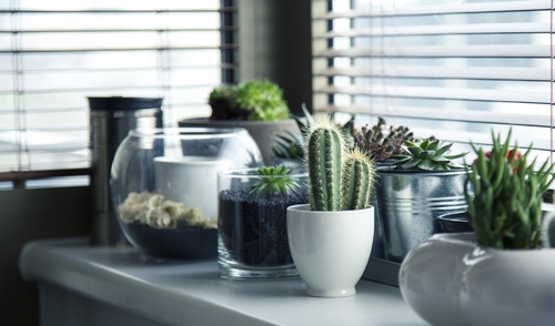 Cactusul – In birou